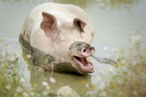 Aroused man deep fucks farm pig in merciless kinks